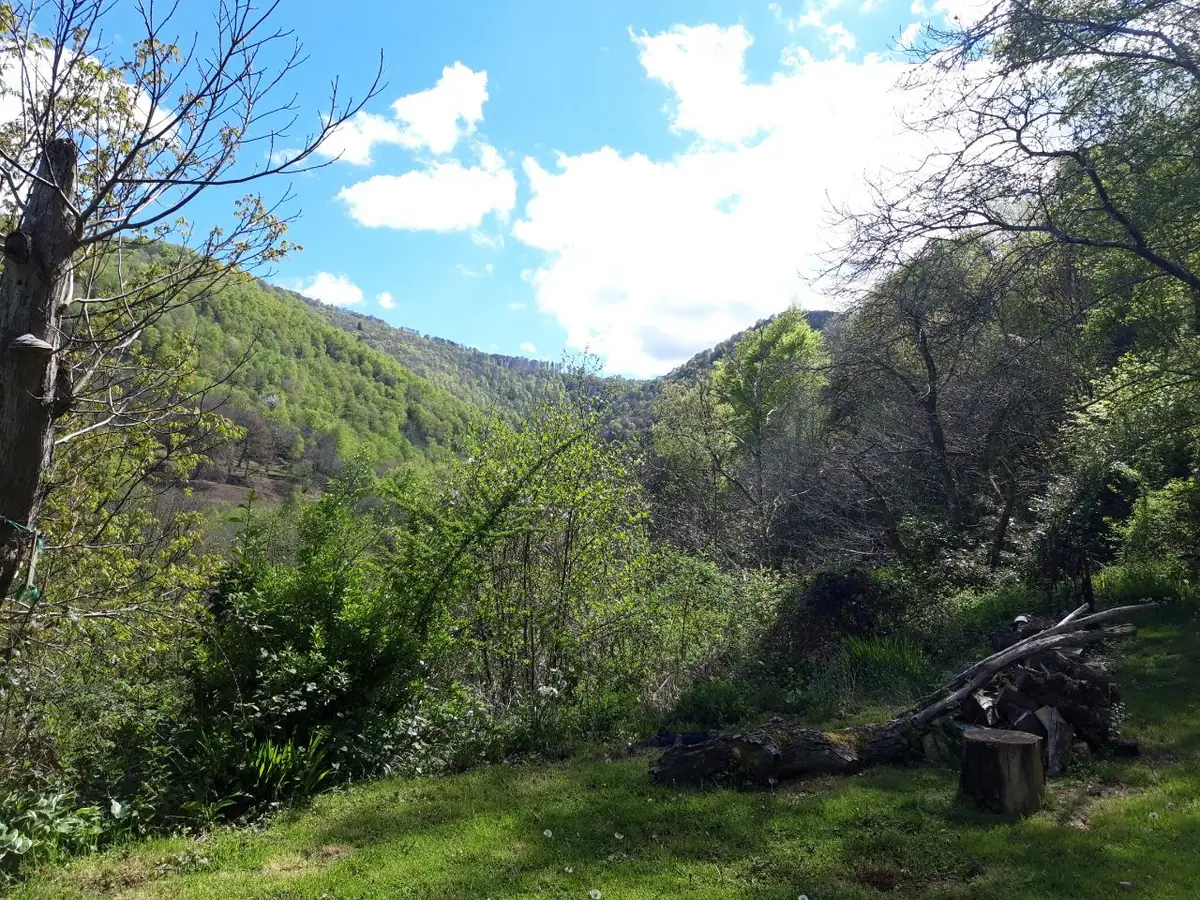 Une vallée boisée au printemps